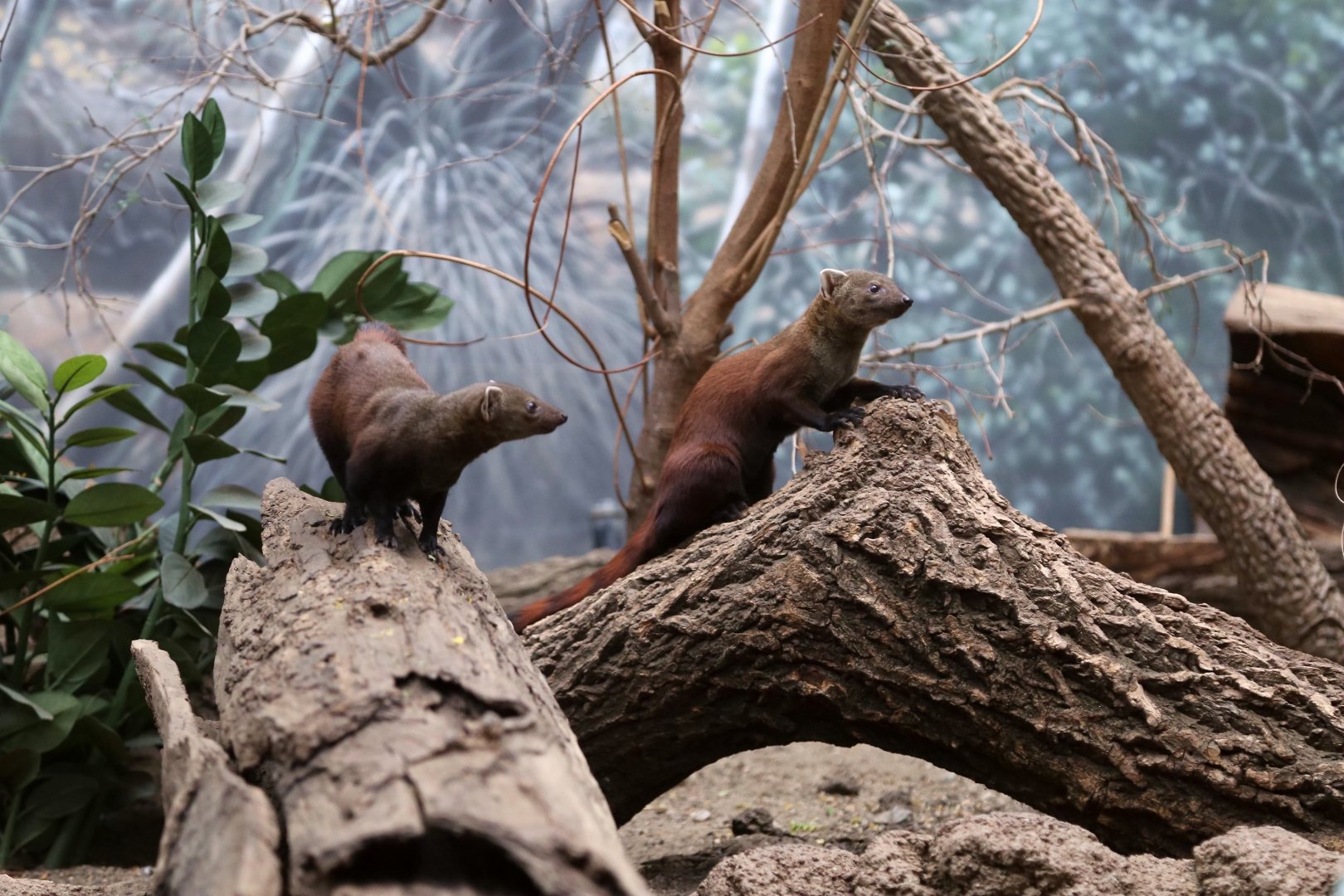 Ring-tailed Vontsira Pair