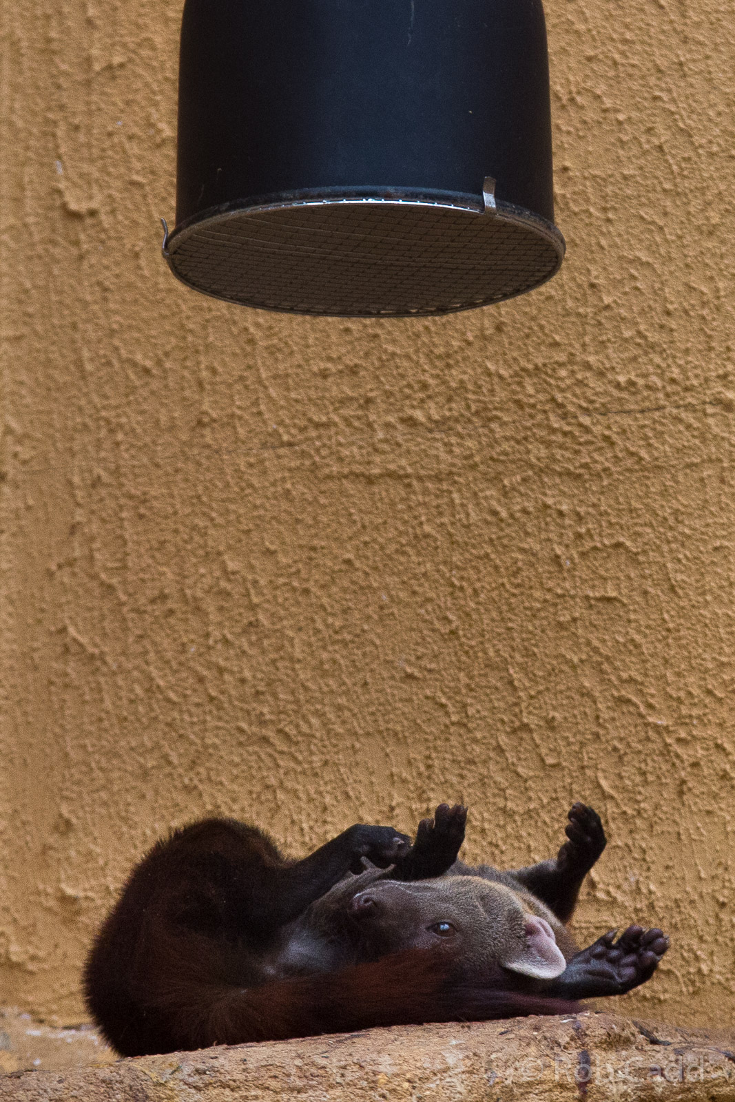 Ring-tailed vontsira : RSCC : 12 Oct 2014