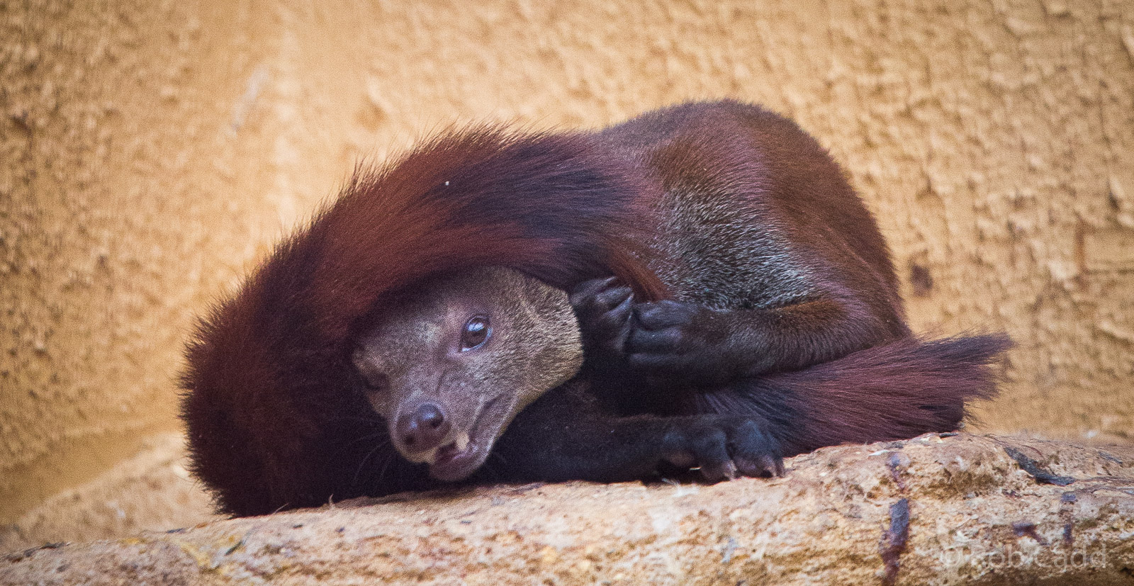 Ring-tailed vontsira : RSCC : 12 Oct 2014