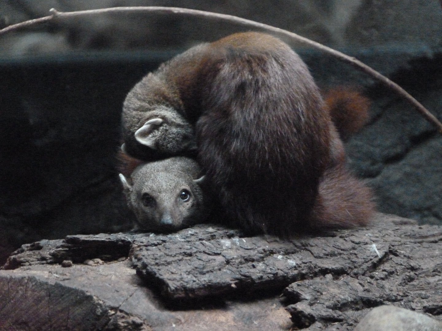 Ring-tailed vontsira -Zoologischer Garten Berlin (2024)