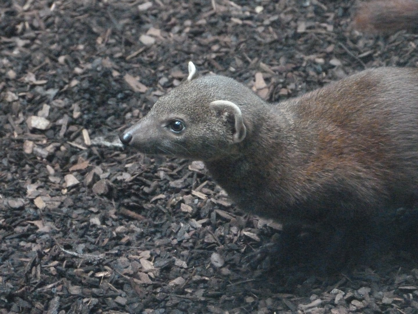 Ring-tailed vontsira -Zoologischer Garten Berlin (2024)