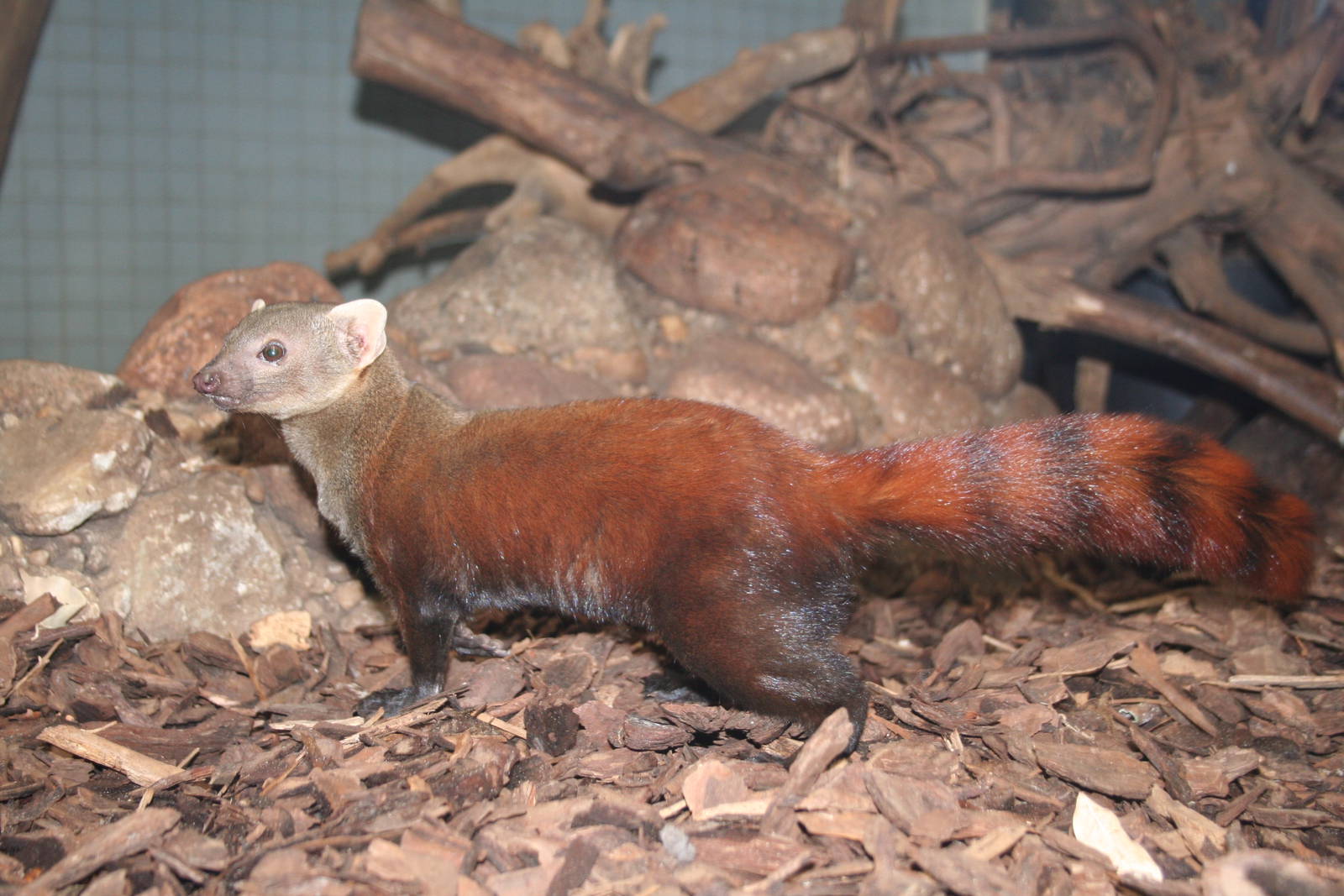 Ring-tailed vontsira