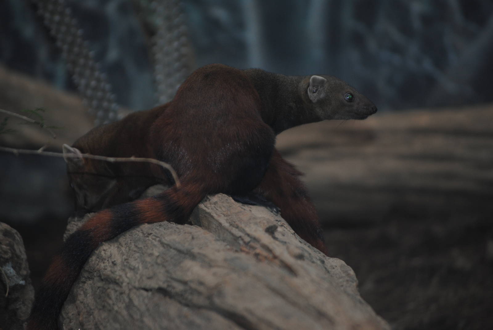 Ring-Tailed Vontsira