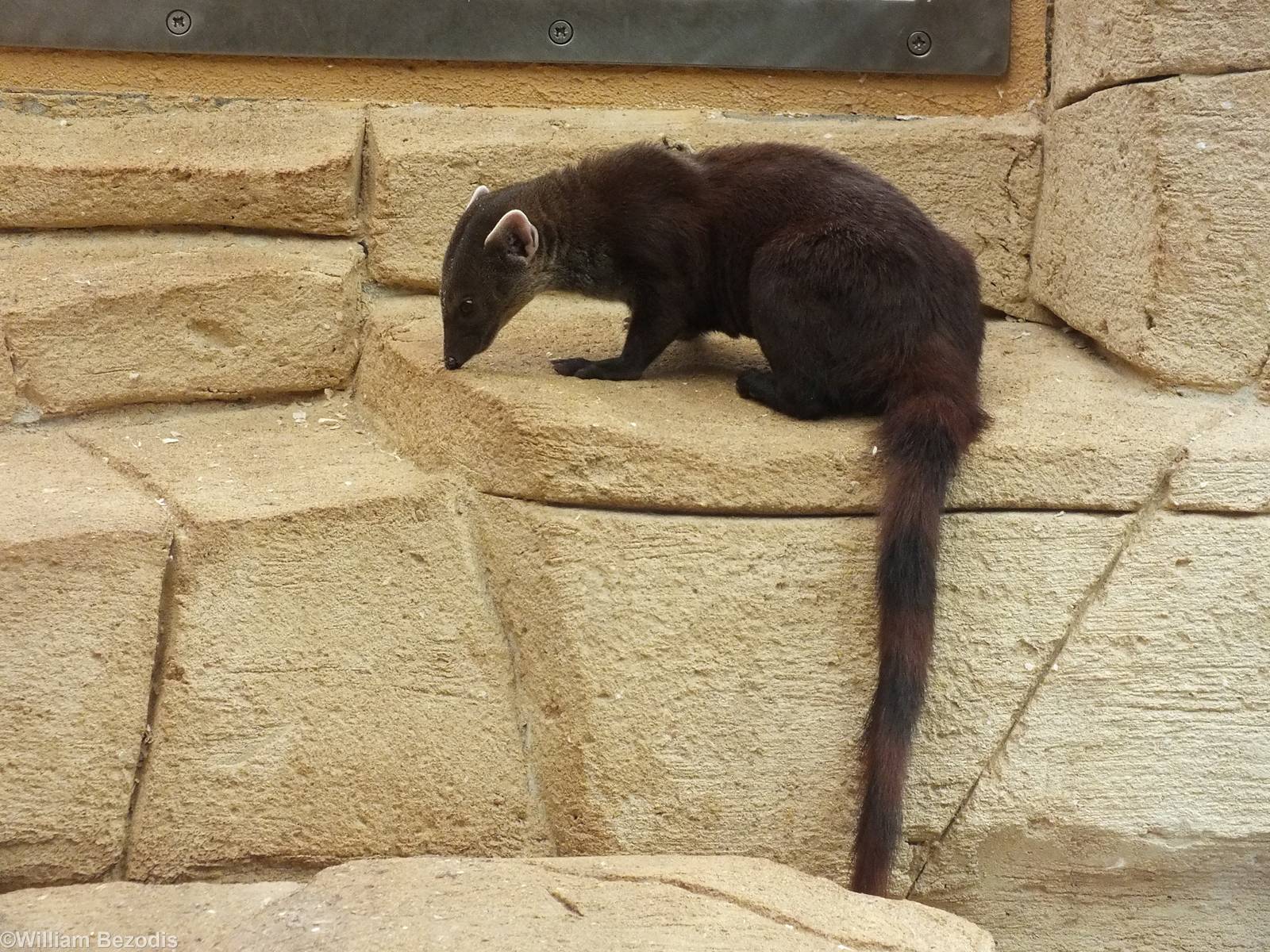 Ring-tailed Vontsira
