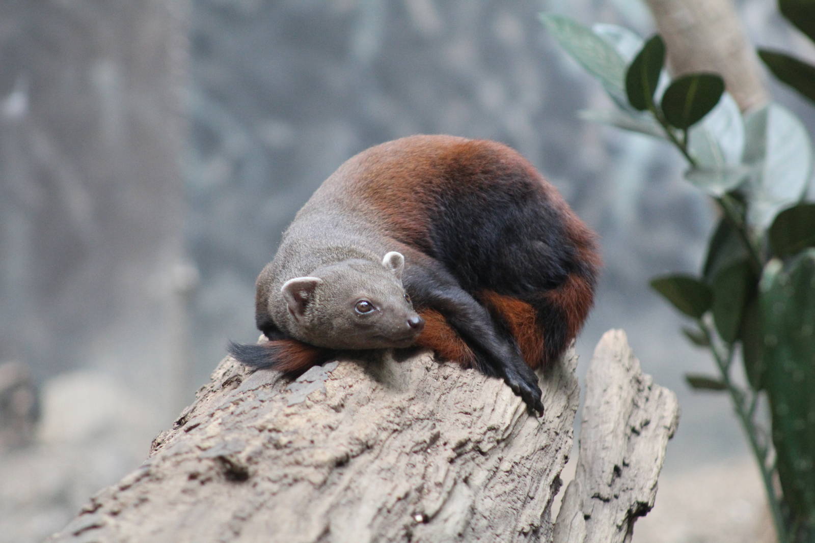 Ring-Tailed Vontsira