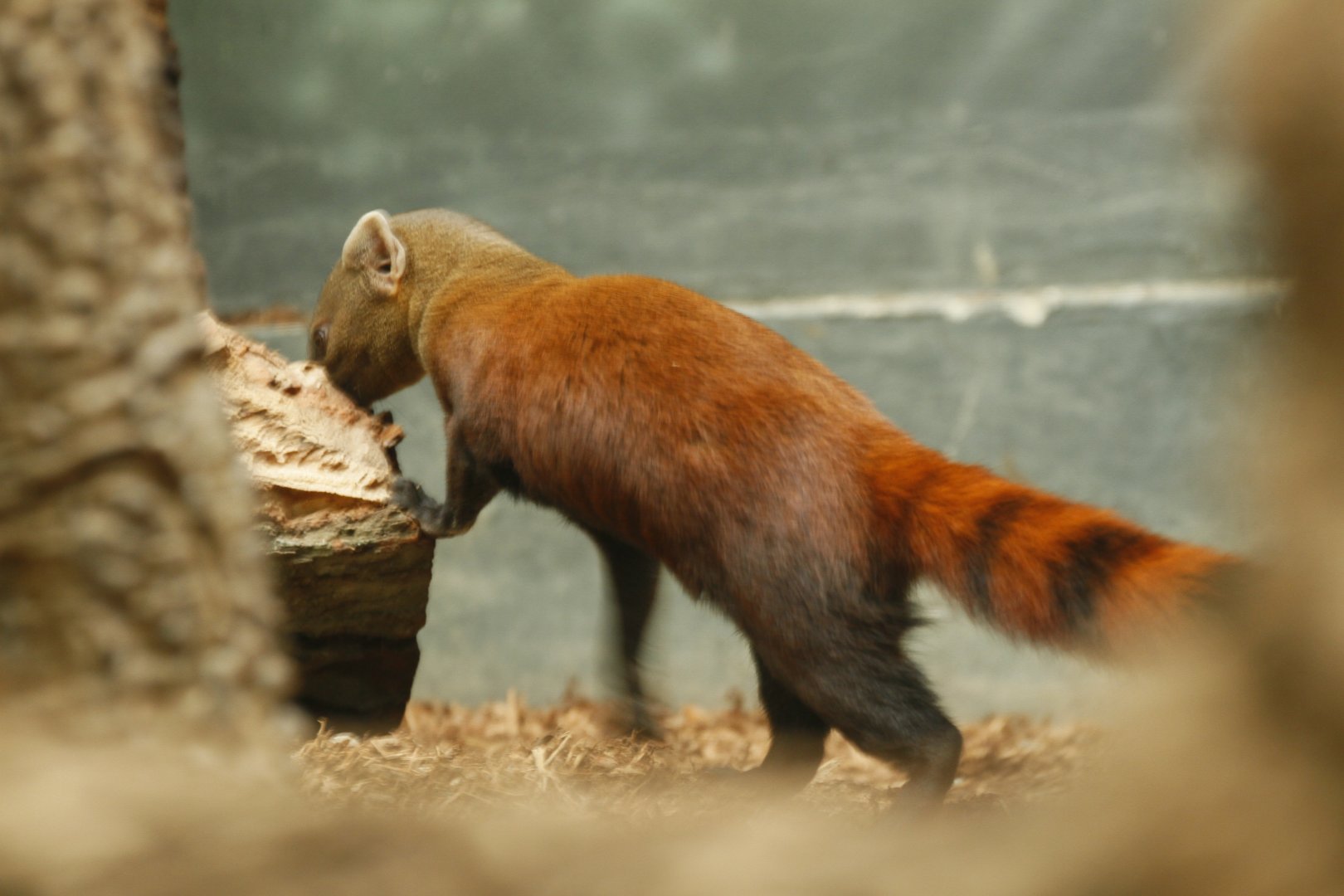 Ring-tailed vontsira