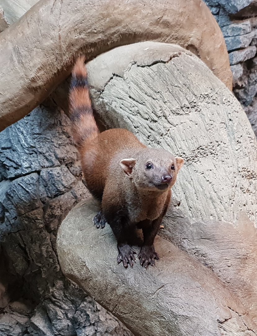 Ring-tailed vontsira