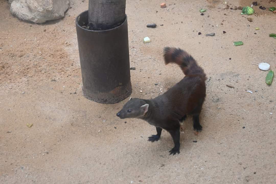 Ring-tailed Vontsira