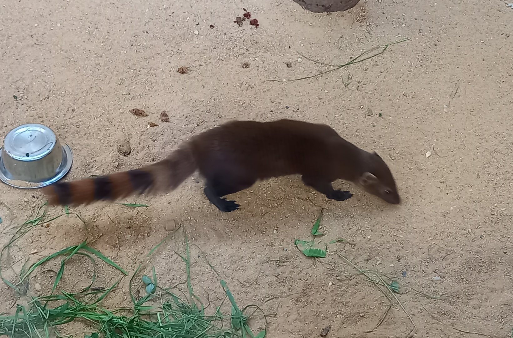 Ring-tailed vontsira