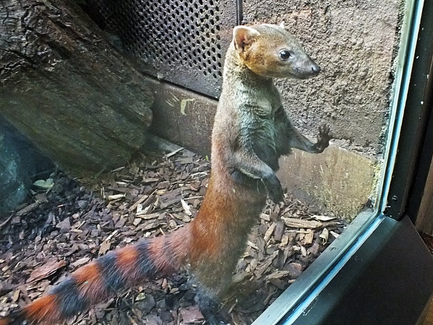 Ring-tailed vontsira