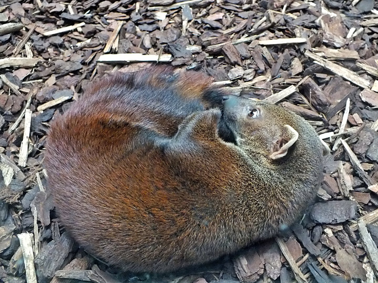 Ring-tailed vontsira