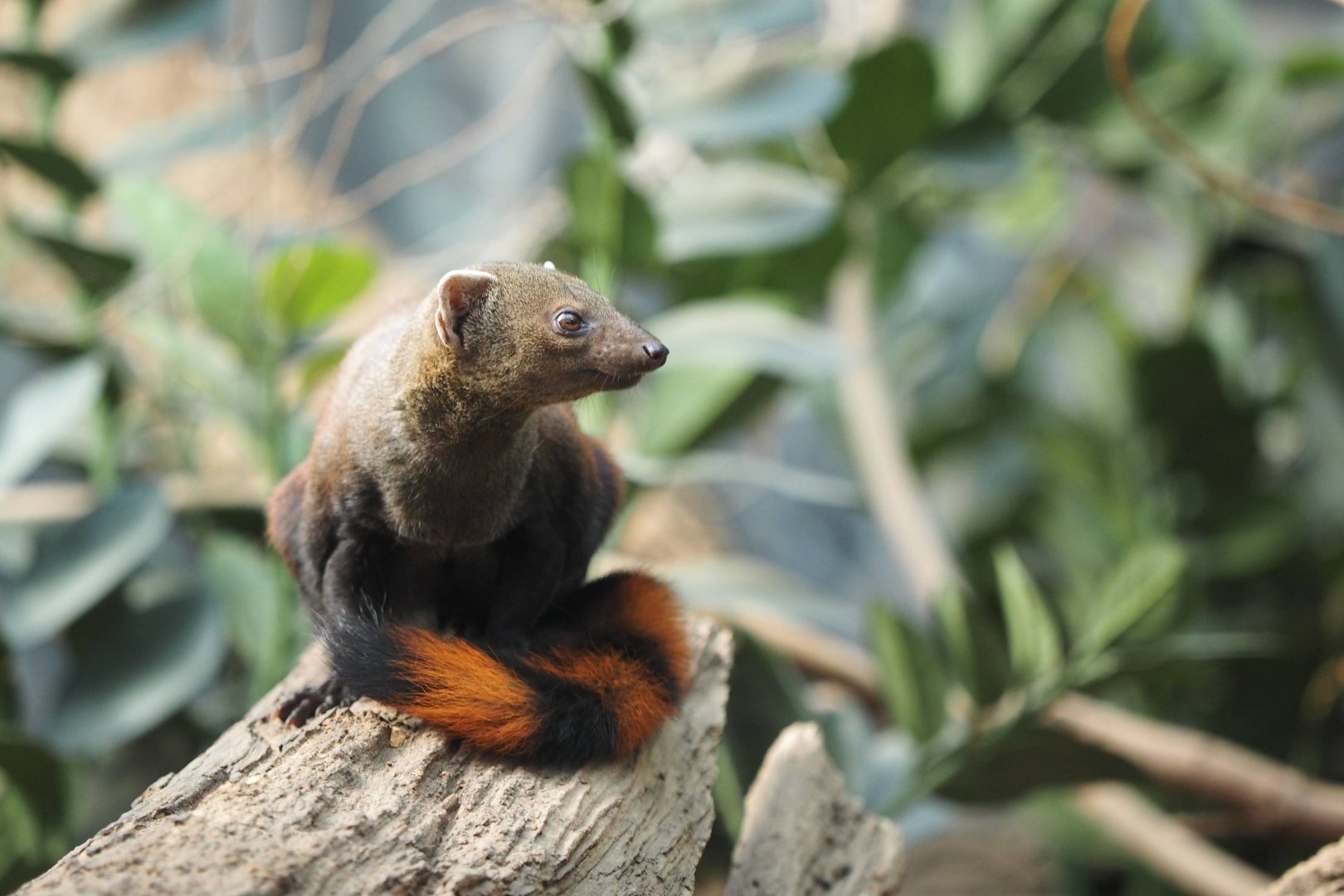 Ring-tailed vontsira