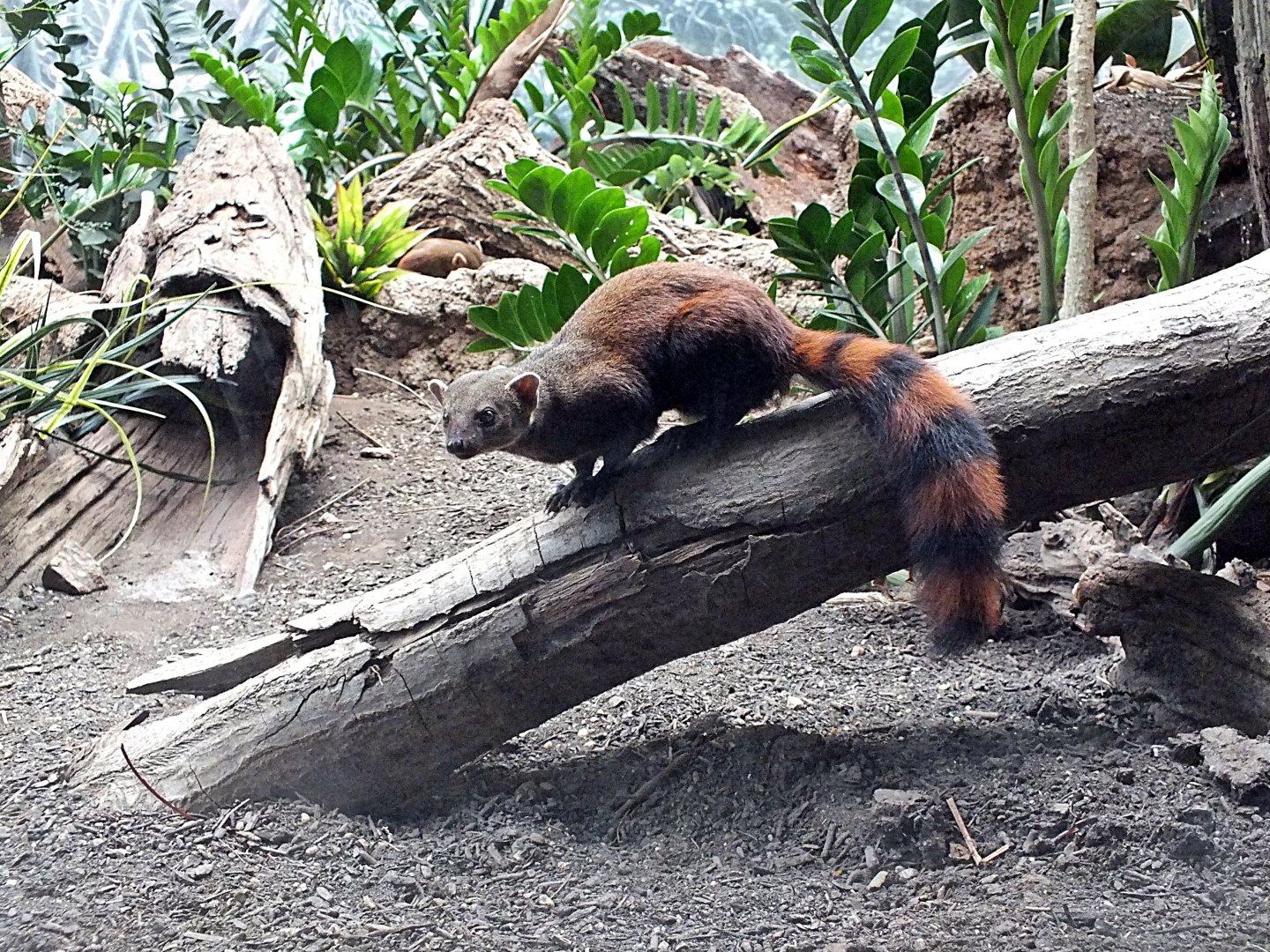 Ring-tailed vontsira