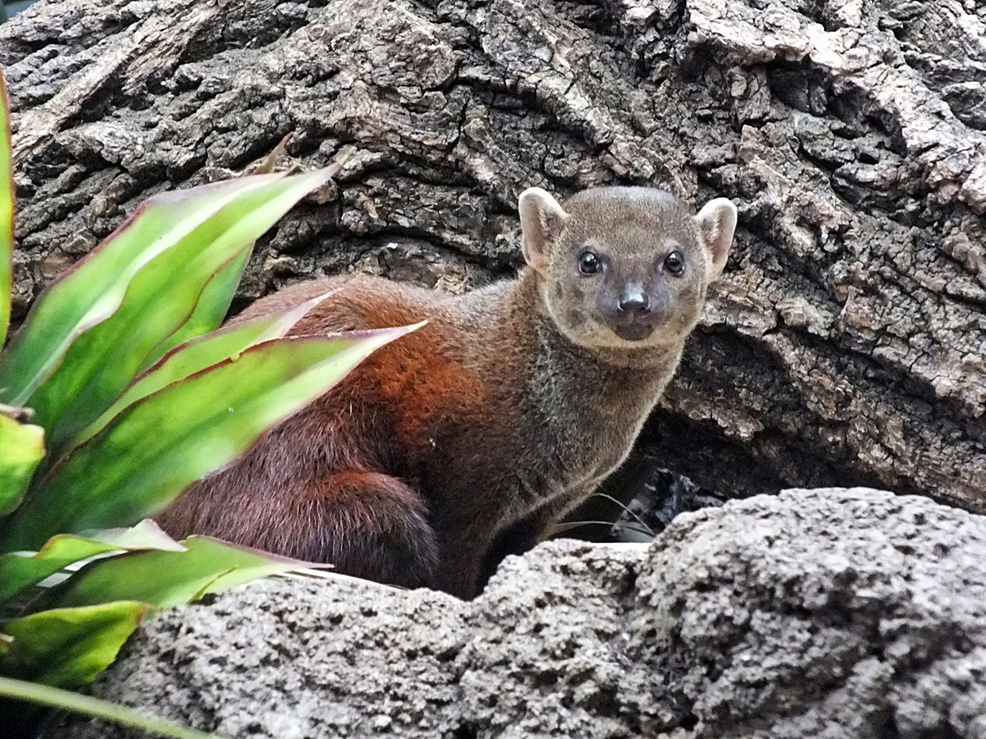 Ring-tailed vontsira
