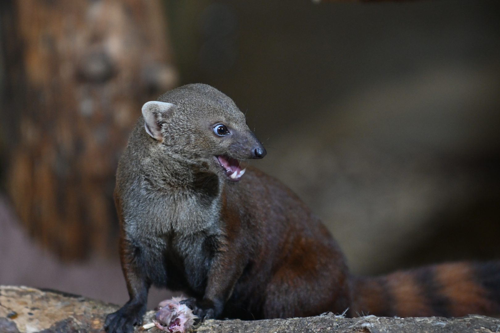 Ring-tailed Vontsira