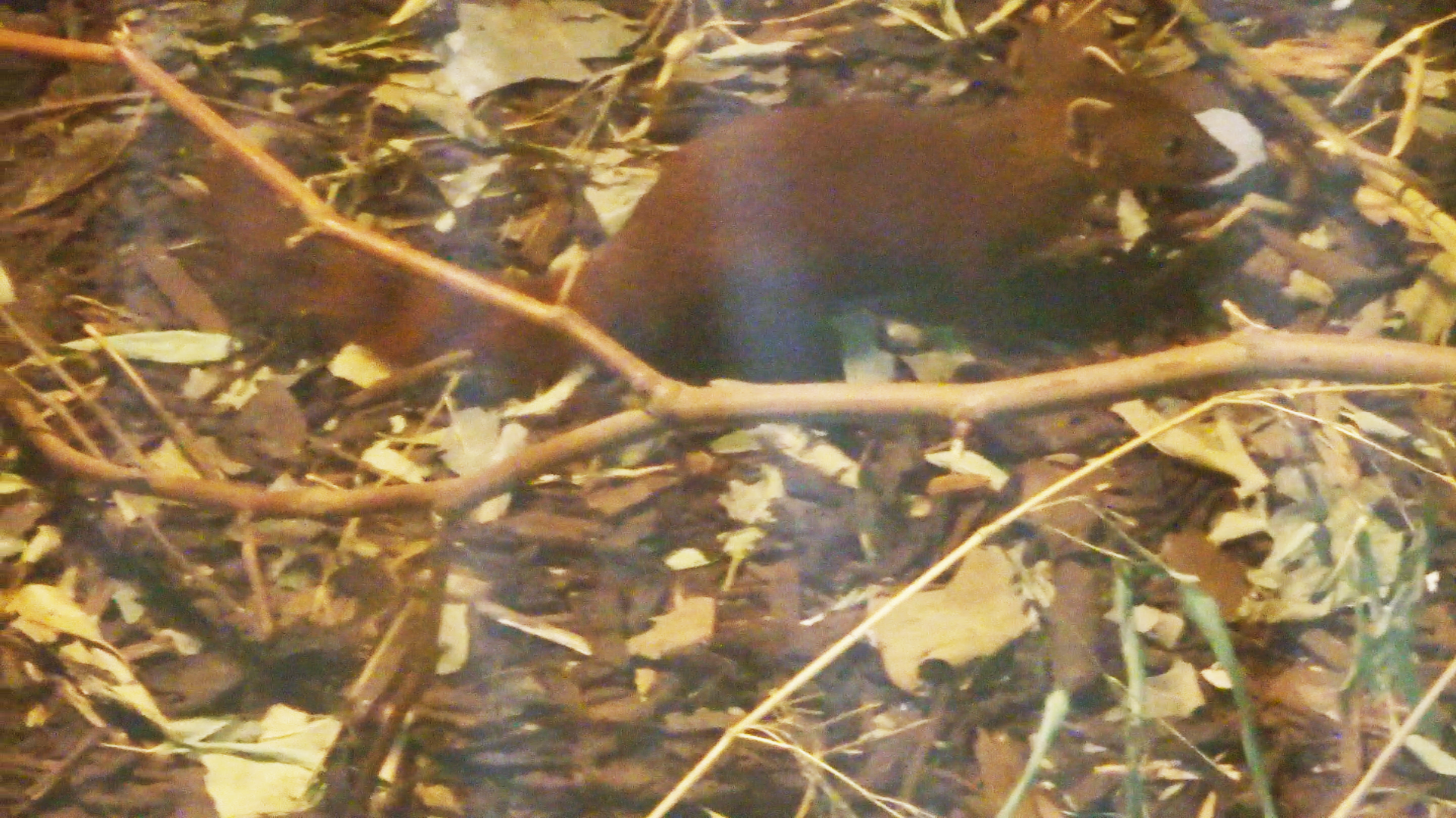 Ring-Tailed Vontsira