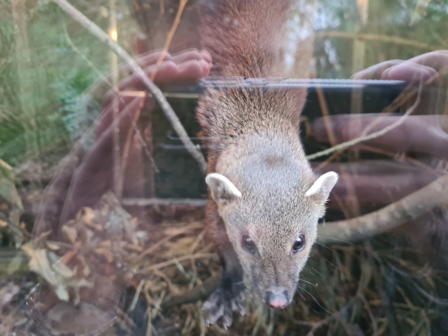 Ring-Tailed Vontsira