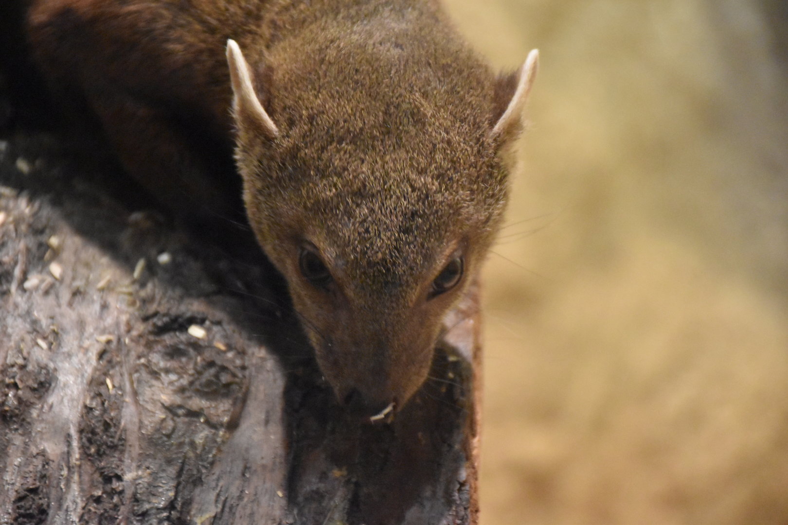 Ring-tailed vontsira