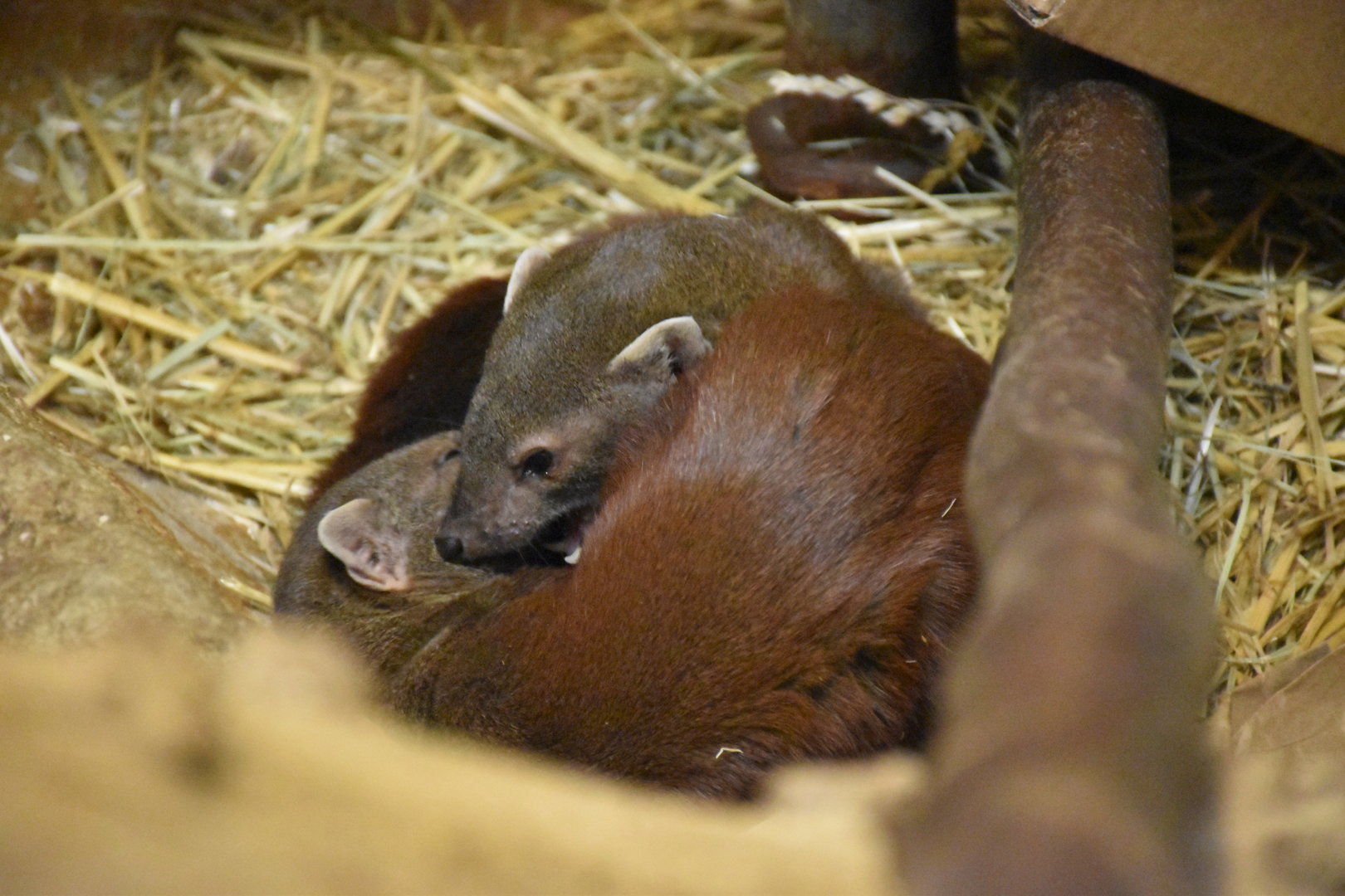 Ring-tailed vontsira