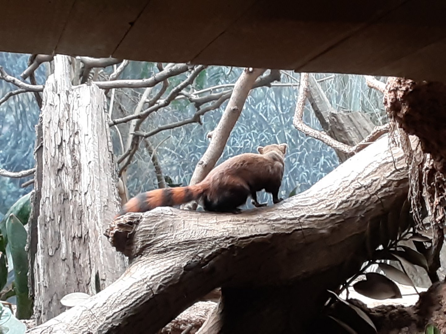 Ring-tailed Vontsira
