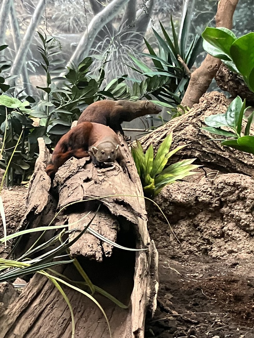 Ring-Tailed Vontsira