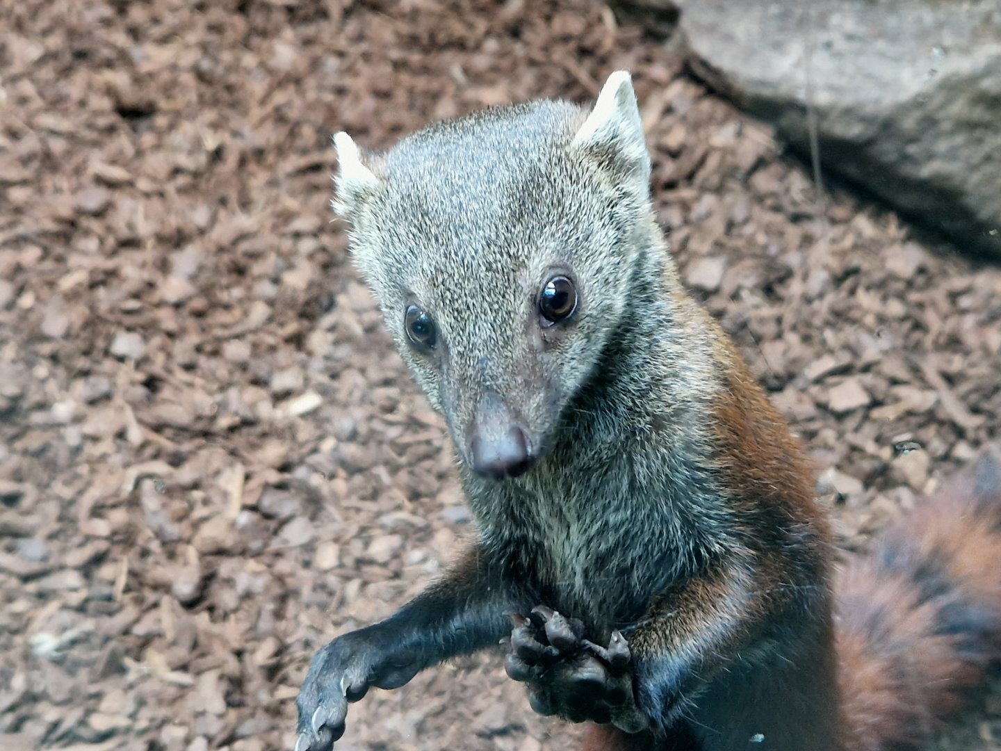 Ring-tailed Vontsira