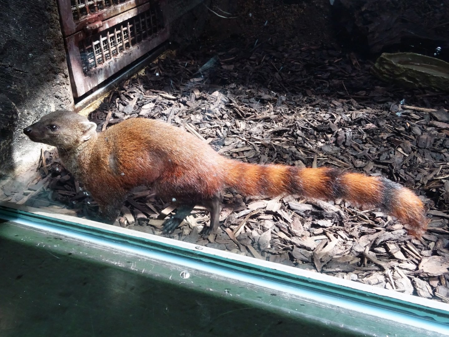 Ring-Tailed Vontsira