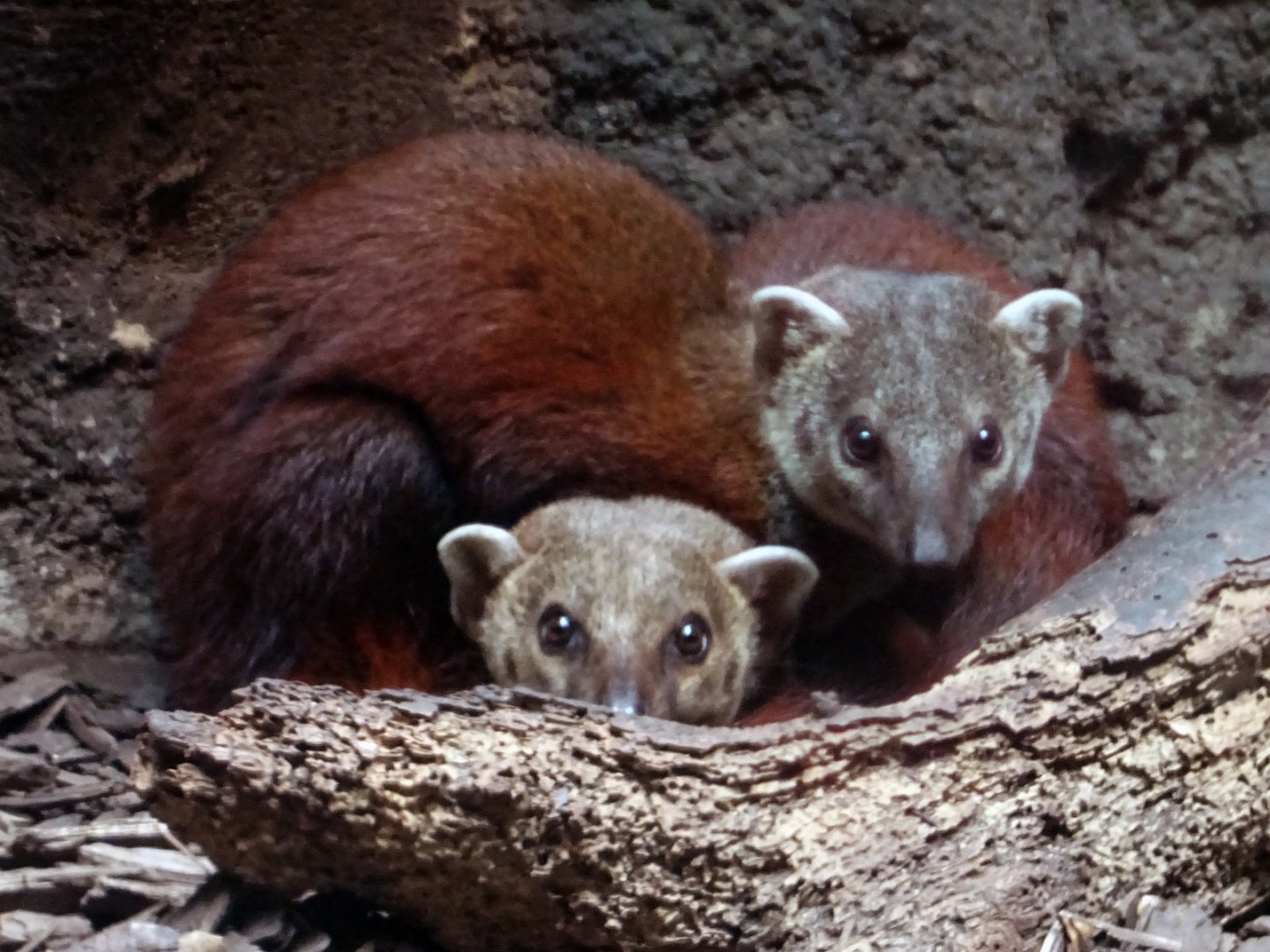 Ring-Tailed Vontsira