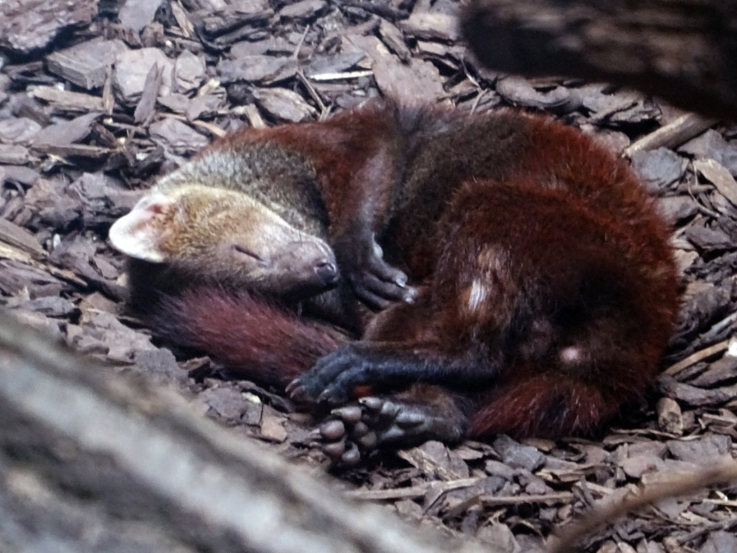 Ring-Tailed Vontsira