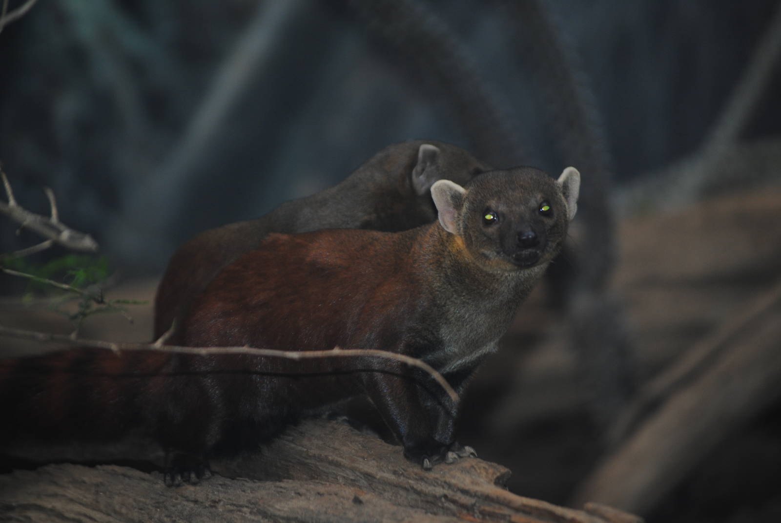 Ring-Tailed Vontsiras