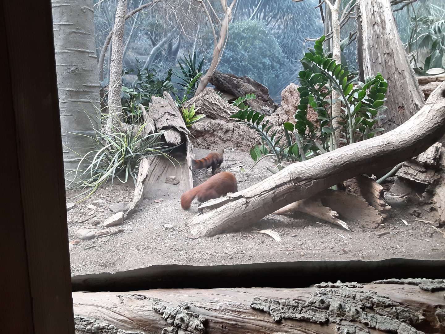 Ring-tailed Vontsiras