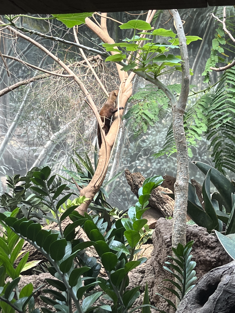 Ring-tailed vontsiras