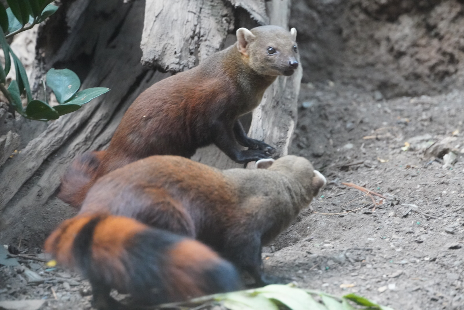 Ring Tailed Vontsiras