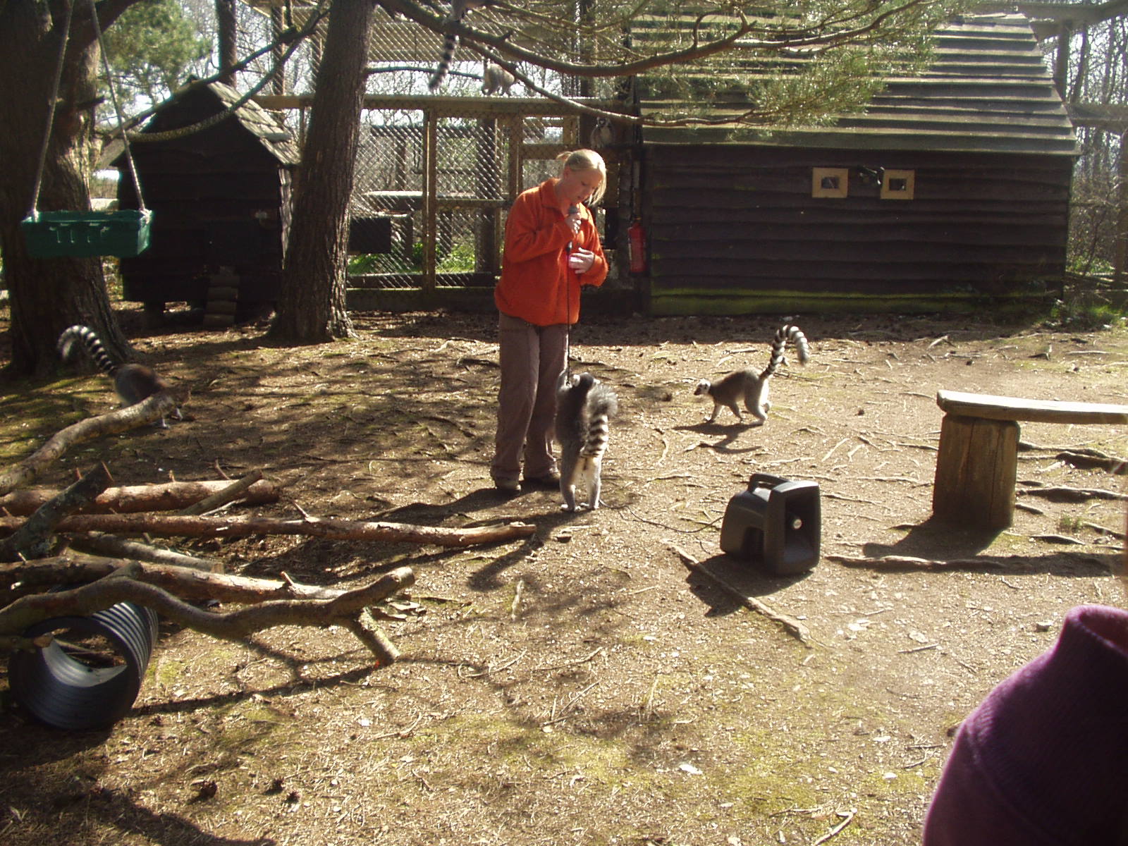 Ring Tailede Lemurs 2nd April 2012