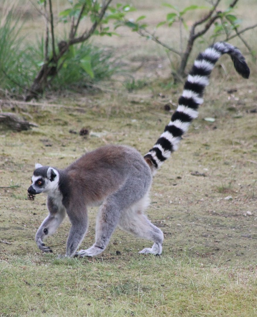 Ring-tailedlLemur
