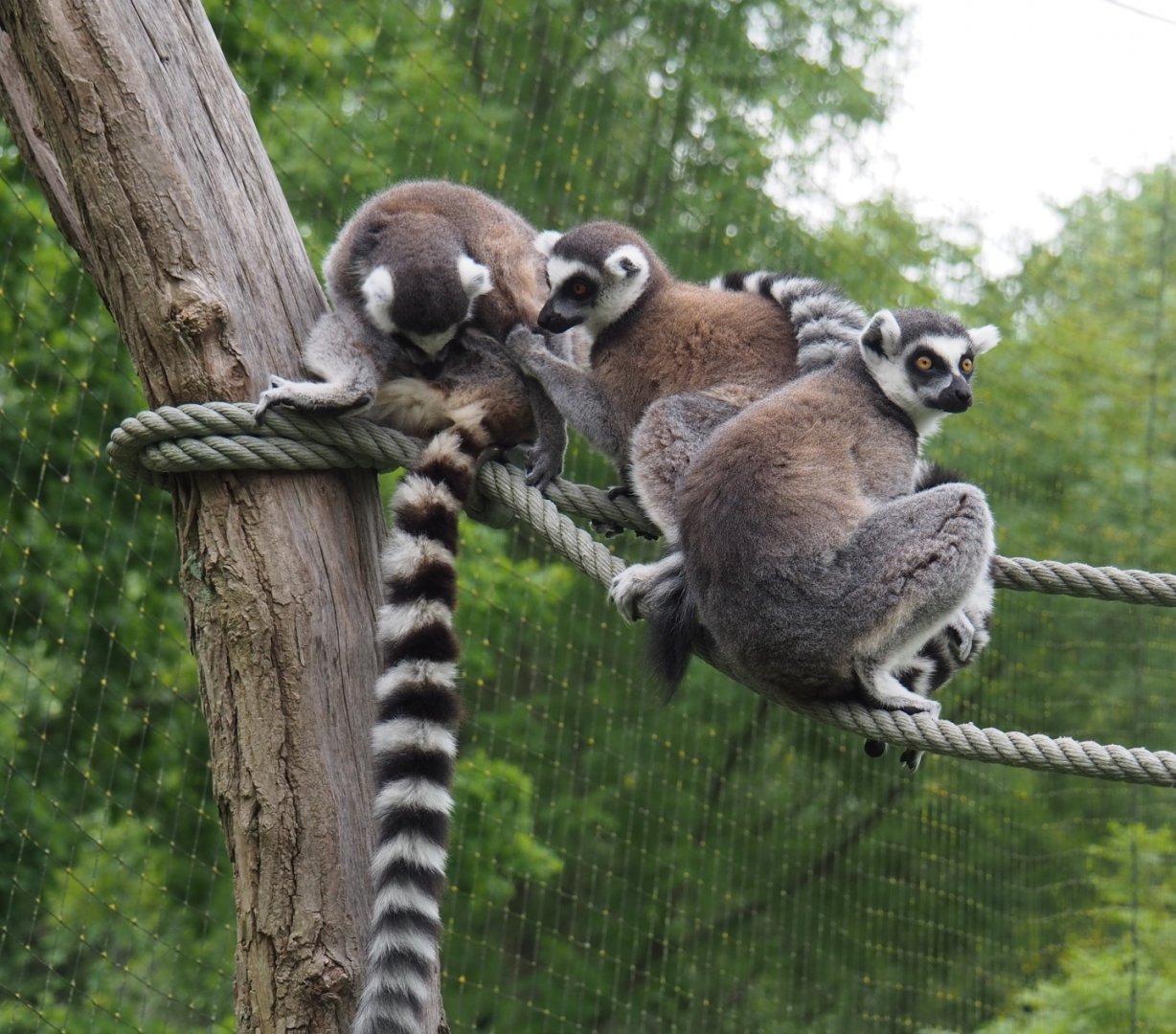 Ring-taliled lemurs (Lemur catta), 2021-07-03