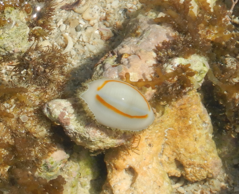 Ring Top Cowrie