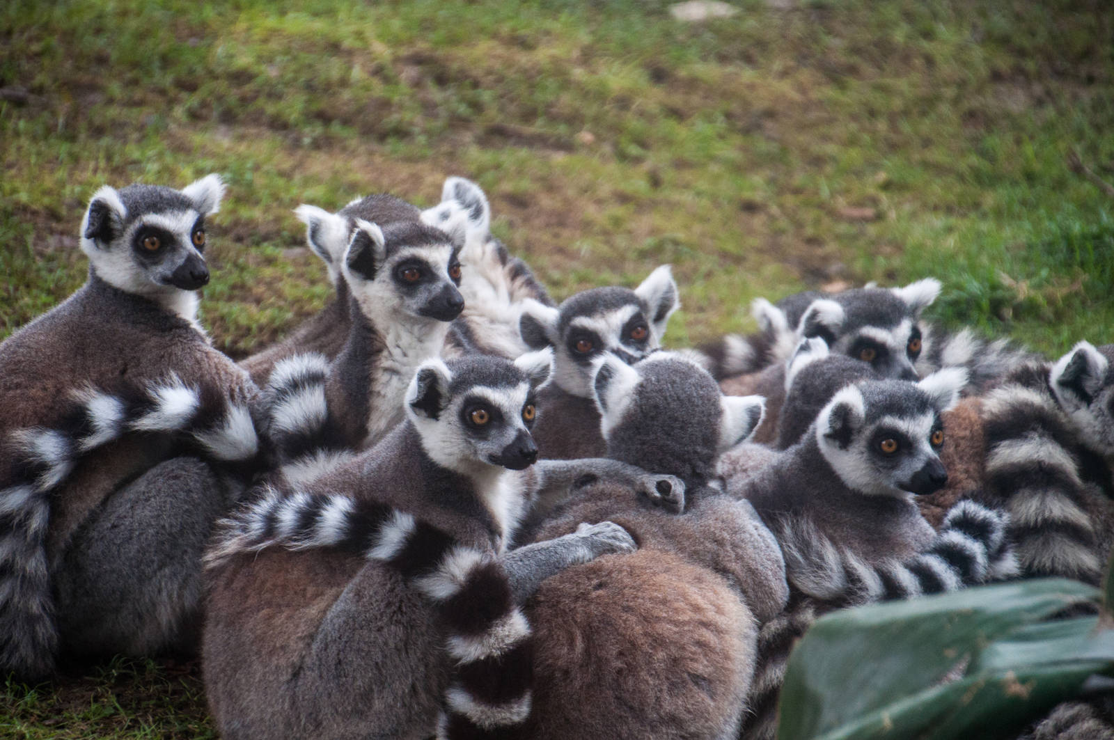Ring_Tailed_Lemur_-_Lemur_catta_-_Shanghai_Zoo_-_20130628