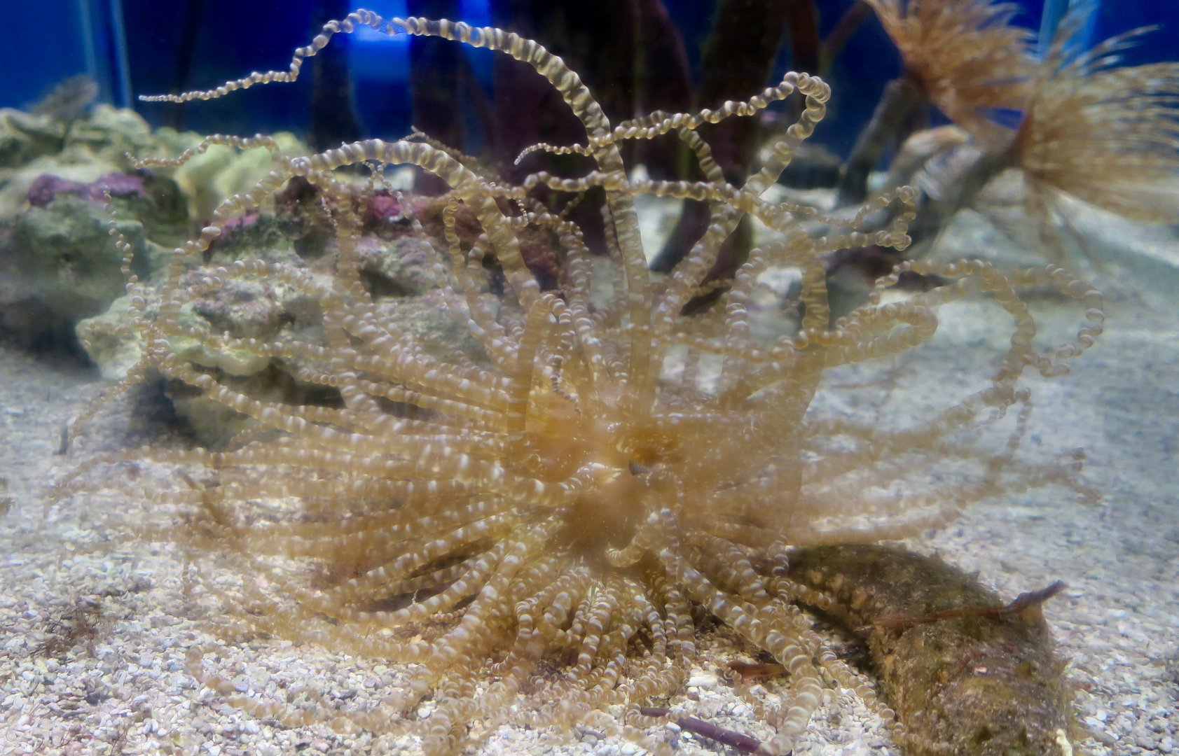 Ringed Anemone (Bartholomea annulata)
