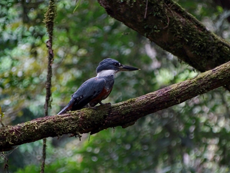Ringed kingfisher (female)