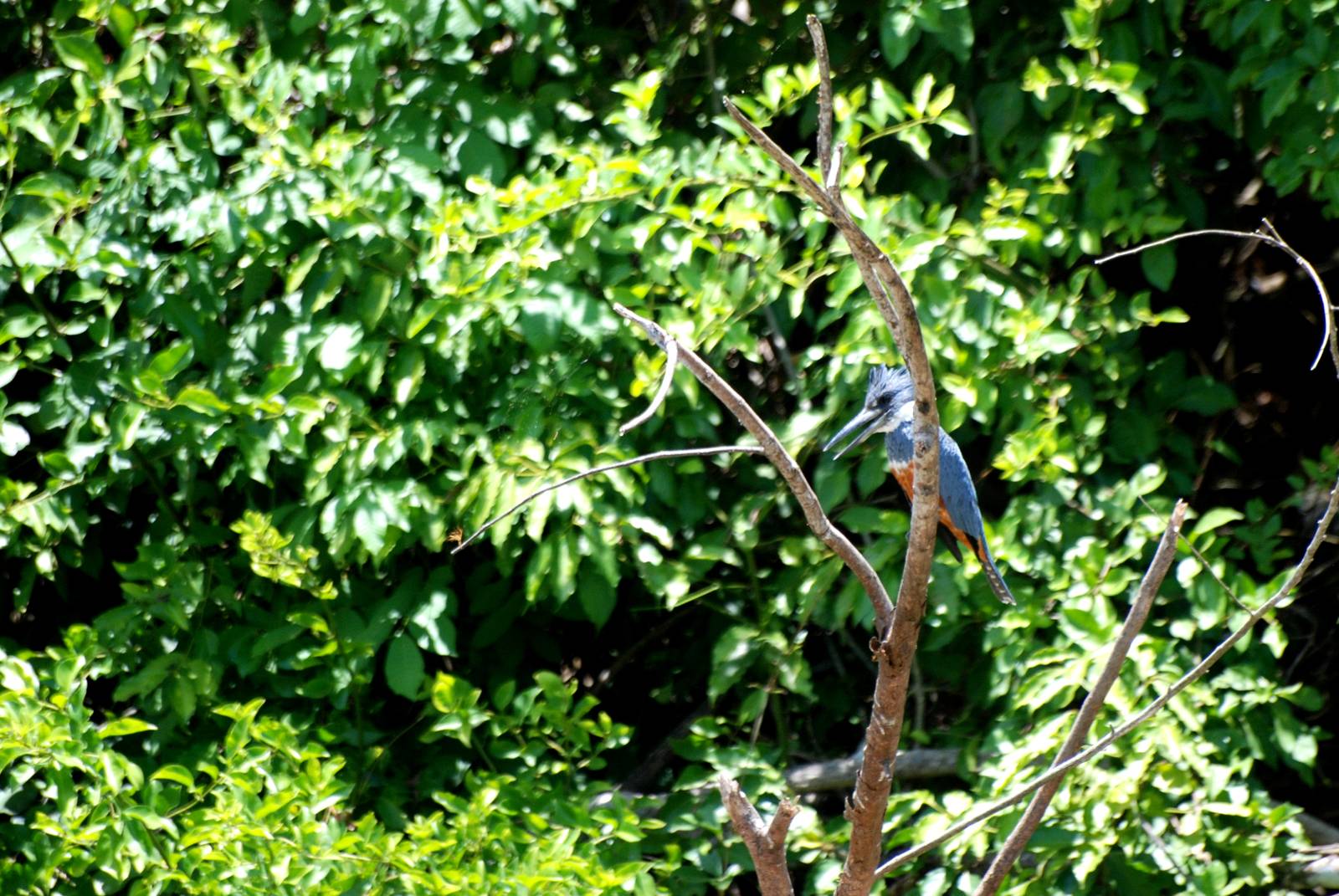 Ringed Kingfisher in Ca?o Negro, 17/04/14