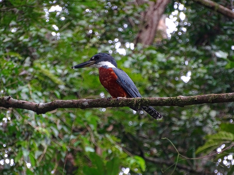 Ringed kingfisher (male)