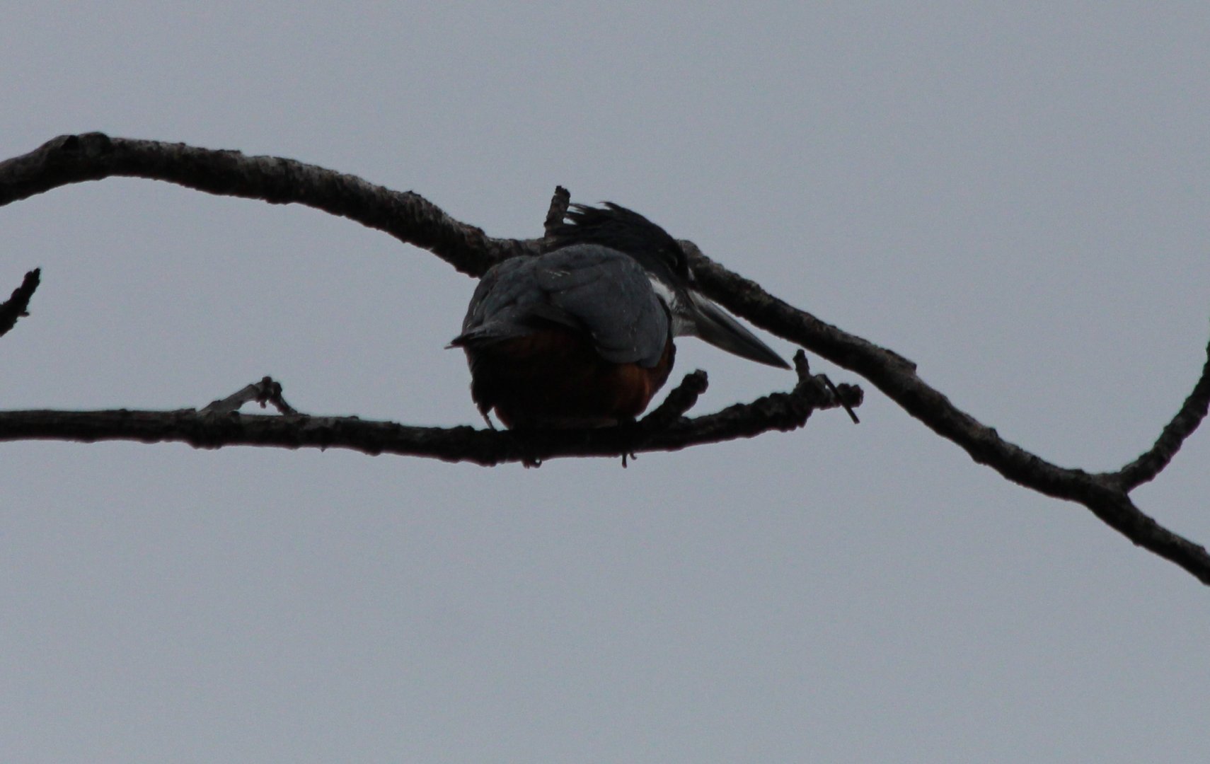 Ringed Kingfisher - Mar 2019