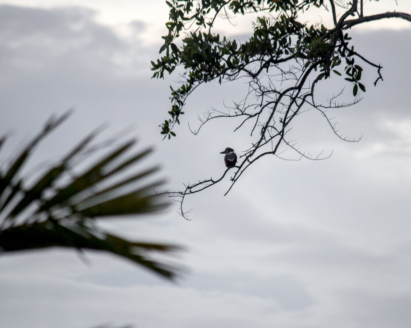 Ringed kingfisher, Megaceryle torquata