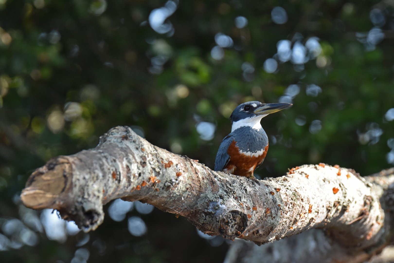 Ringed Kingfisher (Megaceryle torquata)