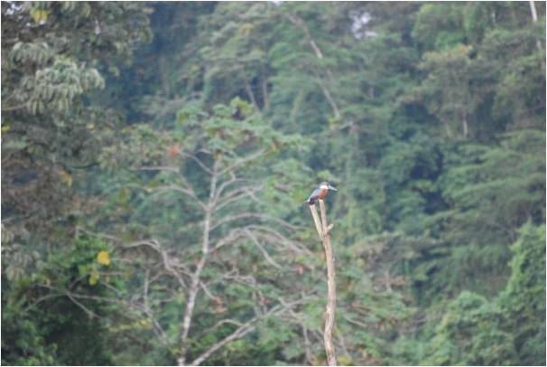 Ringed kingfisher