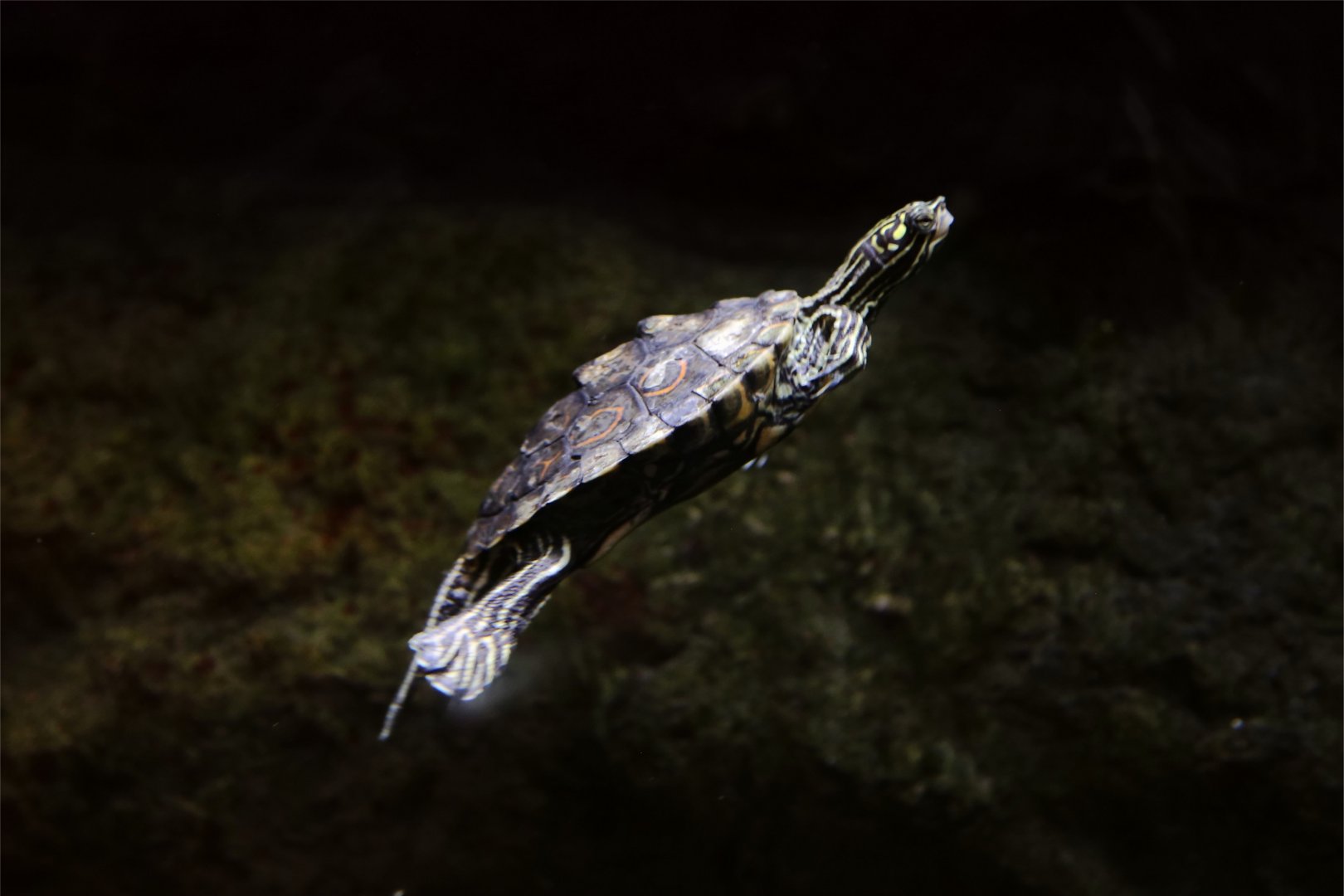 Ringed Map Turtle (Graptemys oculifera)