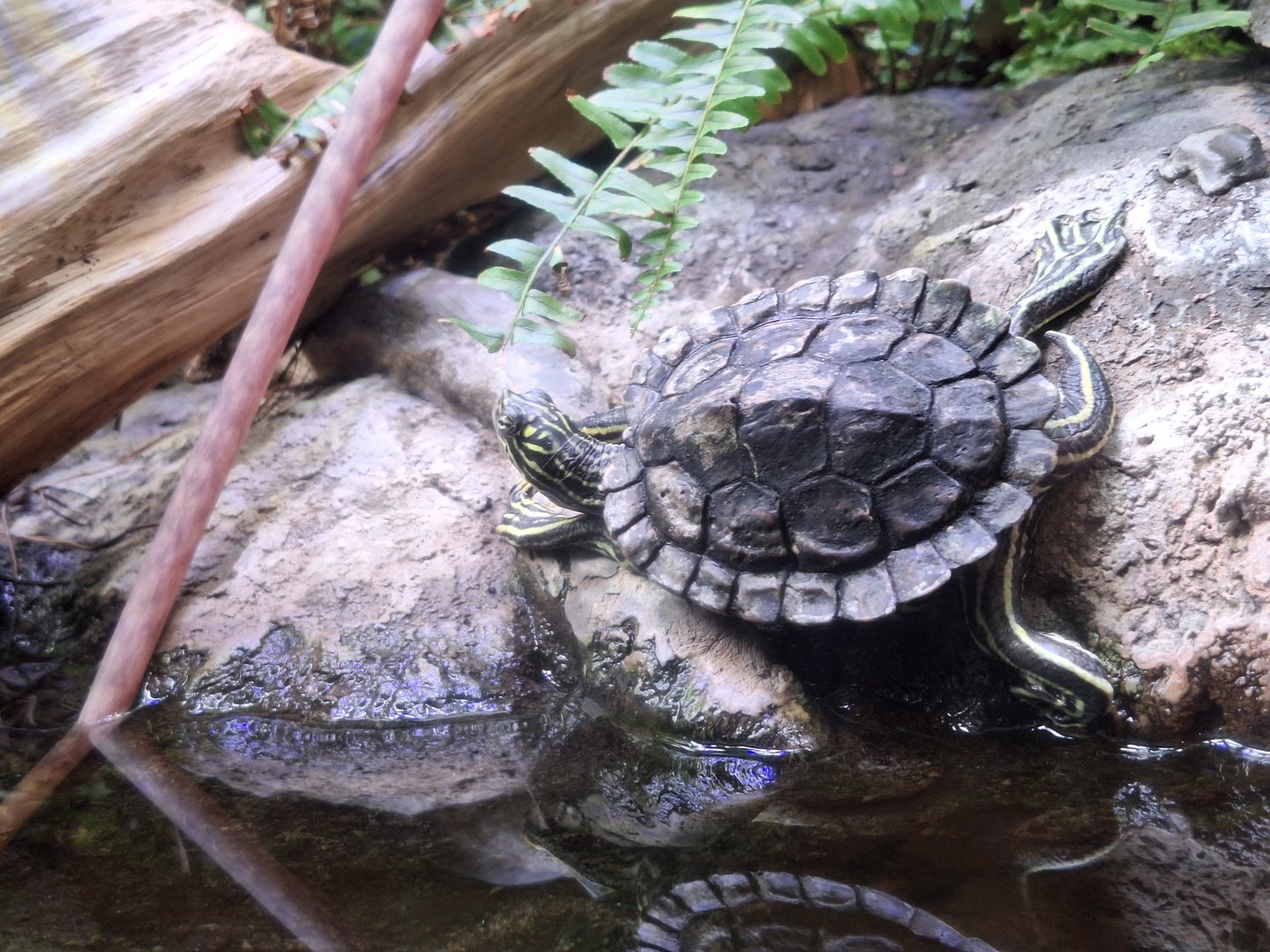 Ringed Map Turtle (Graptemys oculifera)