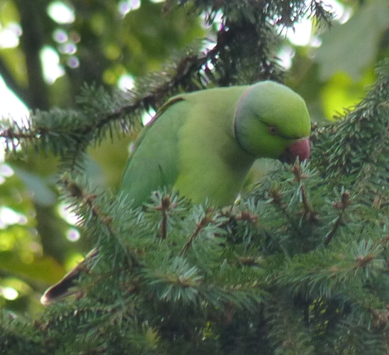 Ringed parakeet (Psittacula krameri) (wild)