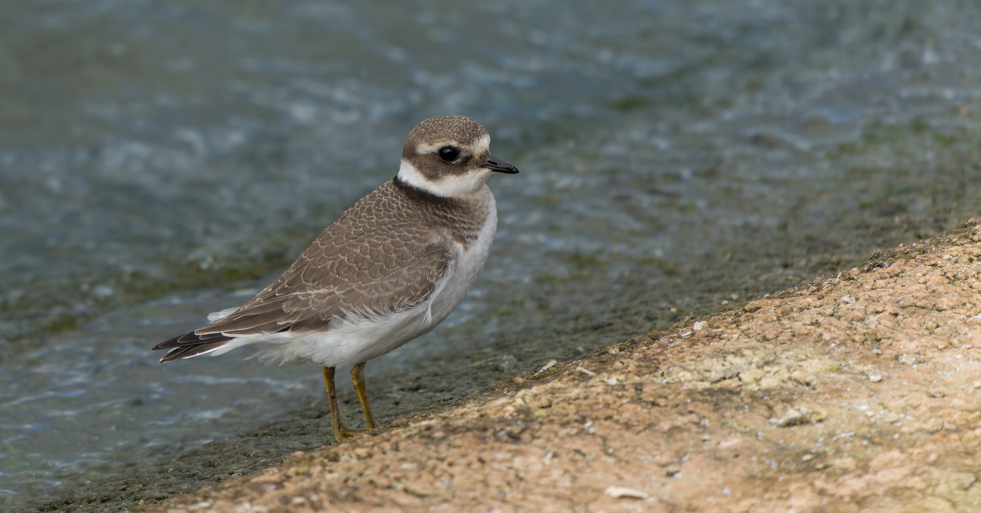 Ringed Plover (wild) UK